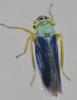 Cicadella viridis
